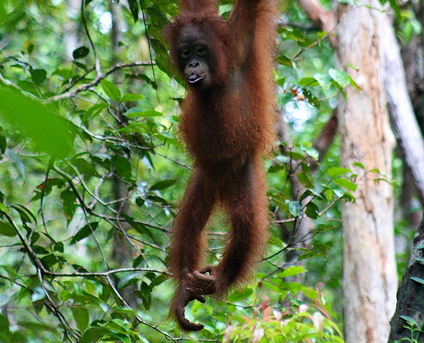 http://blog.cifor.org/wp-content/uploads/2012/01/orangutan.png