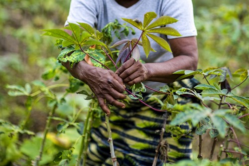 Menangani berbagai pendorong pembabatan hutan, seperti misalnya pertanian, akan segera menghasilkan berkurangnya emisi dari hutan. Ollivier Girard/CIFOR