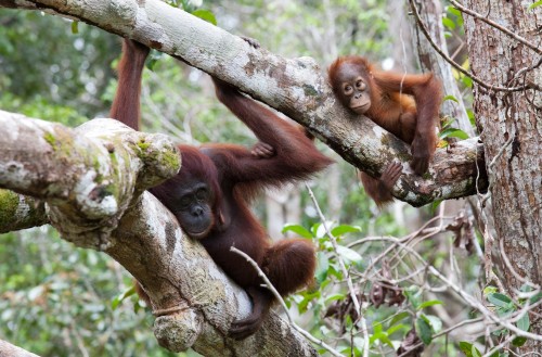 Hampir sepertiga populasi orangutan yang tersisa di alam dapat ditemukan di wilayah konsesi HPH. Roger Day