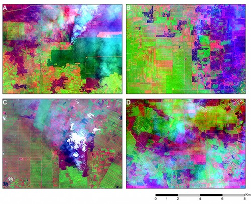 Figure 4. Four LANDSAT 8 snapshots acquired on 25 June 2013 over Riau revealing areas that have been recently burned (dark purple areas). Smoke plumes, indicating active fires, can still be seen in the snapshots to the left. The rectangular features of the burned areas, located in the middle of plantations (grid-like and rectangular patterns), suggest that these fires have been lit as part of the management of existing plantations.