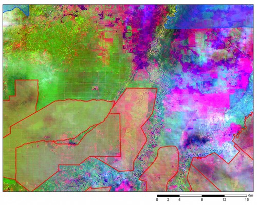 Figure 6. A LANDSAT 8 snapshot acquired on 25 June 2013 revealing existing industrial plantations (grid-like rectangular patterns) outside of the publicly available concession map (red outline: oil palm; blue outline: acacia).