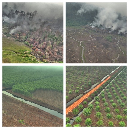 Figure 3. Fire in forests (top images), fire scar extending into planted forest (bottom left), newly established oil palms (bottom right). Giam Siak Kecil-Bukit Batu biosphere reserve, 29 August 2013.